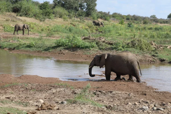 Afrikanischer Elefant Olifants River African Elephant Olifants River Loxodonta Africana — Fotografia de Stock