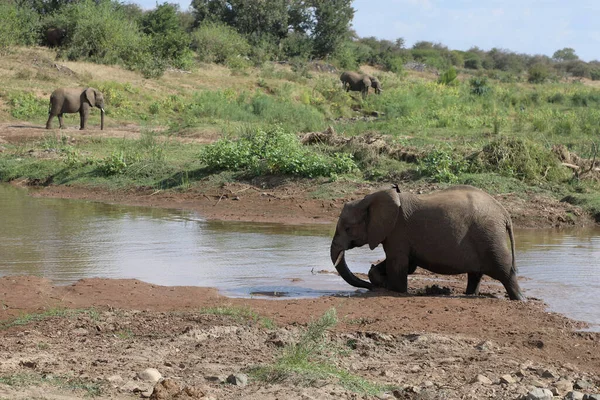 Afrikanischer Elefant Olifants River African Elephant Olifants River Loxodonta Africana — Fotografia de Stock