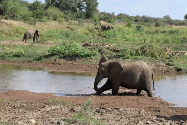 Afrikanischer Elefant Olifants River African Elephant Olifants River Loxodonta Africana — Fotografia de Stock