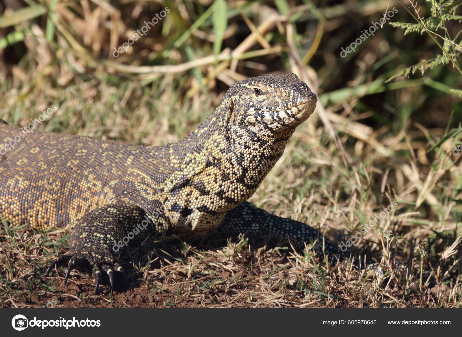 Nilwaran Stock Photos, Royalty Free Nilwaran Images | Depositphotos Nilwaran Stock Photos, Royalty Free Nilwaran Images | Depositphotos