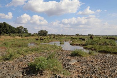 Afrikanischer Elefant im Olifants River / African elephant in Olifants River / Loxodonta africana