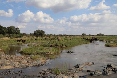 Afrikanischer Elefant im Olifants River / African elephant in Olifants River / Loxodonta africana