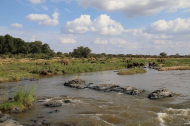 Afrikanischer Elefant im Olifants River / African elephant in Olifants River / Loxodonta africana