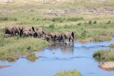 Afrikanischer Elefant im Olifants River / African elephant in Olifants River / Loxodonta africana
