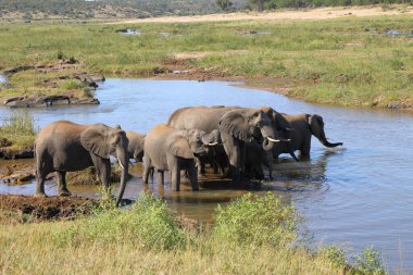 Afrikanischer Elefant im Olifants River / African elephant in Olifants River / Loxodonta africana