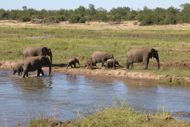 Afrikanischer Elefant im Olifants River / African elephant in Olifants River / Loxodonta africana