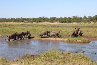 Afrikanischer Elefant im Olifants River / African elephant in Olifants River / Loxodonta africana