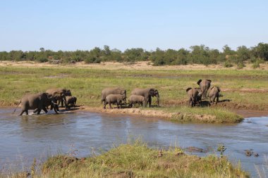 Afrikanischer Elefant im Olifants River / African elephant in Olifants River / Loxodonta africana