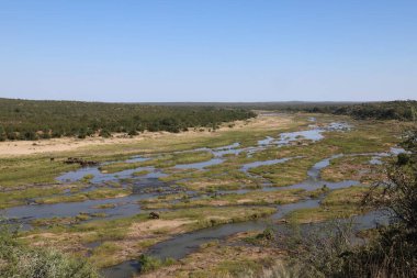 Afrikanischer Elefant im Olifants River / African elephant in Olifants River / Loxodonta africana