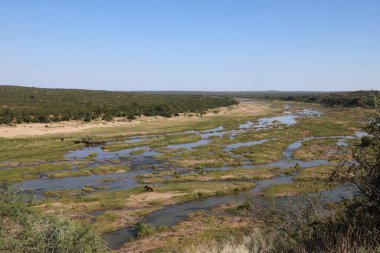 Afrikanischer Elefant im Olifants River / African elephant in Olifants River / Loxodonta africana