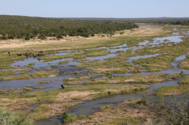 Afrikanischer Elefant im Olifants River / African elephant in Olifants River / Loxodonta africana