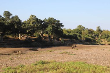 Afrikanischer Elefant im Shingwedzi River / African elephant in Shingwedzi River / Loxodonta africana