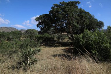 Matjulu River / Matjulu River / 