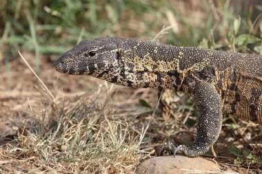 Nilwaran / Nile monitor / Varanus niloticus