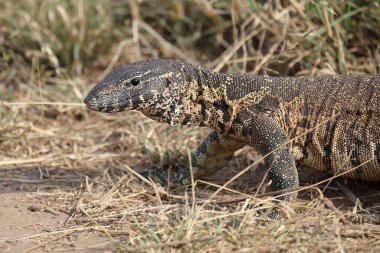 Nilwaran / Nile monitor / Varanus niloticus