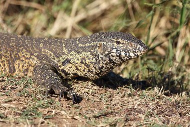 Nilwaran / Nile monitor / Varanus niloticus