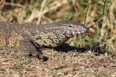 Nilwaran / Nile monitor / Varanus niloticus