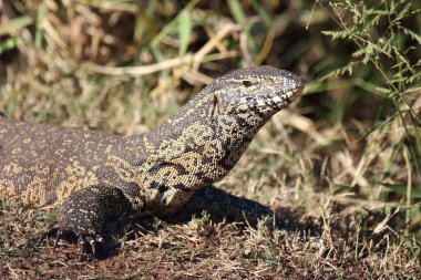 Nilwaran / Nile monitor / Varanus niloticus