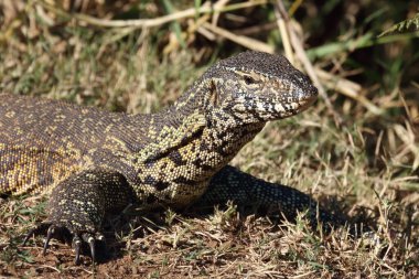 Nilwaran / Nile monitor / Varanus niloticus