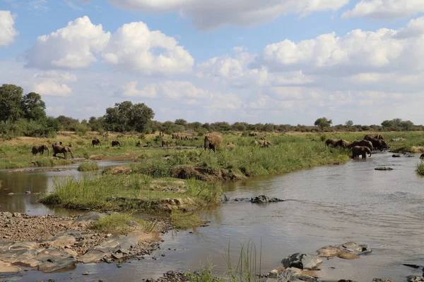 Afrikanischer Elefant Olifants River African Elephant Olifants River Loxodonta Africana — Fotografia de Stock