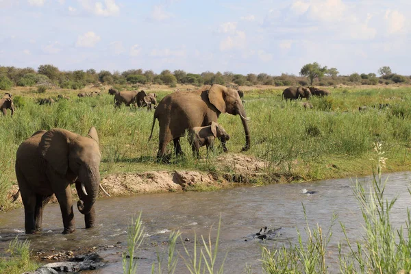 Afrikanischer Elefant Olifants River African Elephant Olifants River Loxodonta Africana — Photo