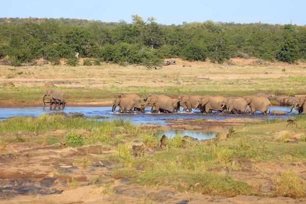 Afrikanischer Elefant Olifants River African Elephant Olifants River Loxodonta Africana — Fotografia de Stock