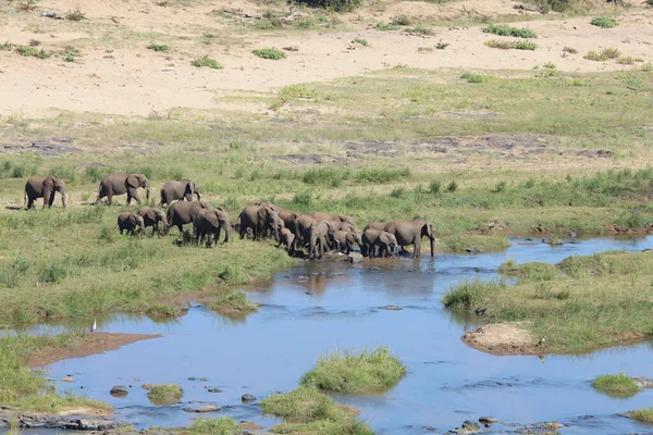 Afrikanischer Elefant Olifants River African Elephant Olifants River Loxodonta Africana — стокове фото