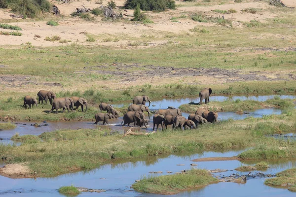 Afrikanischer Elefant Olifants River African Elephant Olifants River Loxodonta Africana — стокове фото