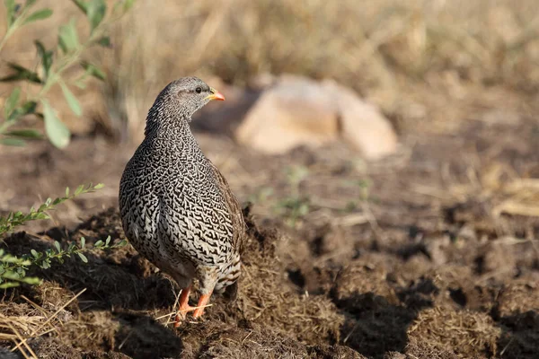 Natalfrankolin Natal Francolin Francolinus Natalensis — Stockfoto