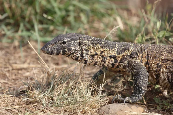 Nilwaran / Nile monitor / Varanus niloticus
