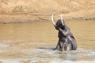 Afrikanischer Elefant im Mphongolo River/ African elephant in Mphongolo River / Loxodonta africana