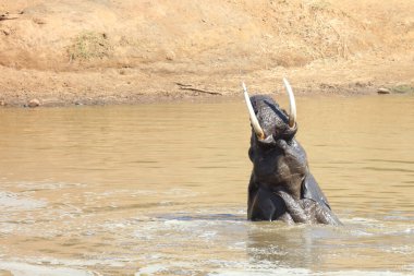 Afrikanischer Elefant im Mphongolo River/ African elephant in Mphongolo River / Loxodonta africana