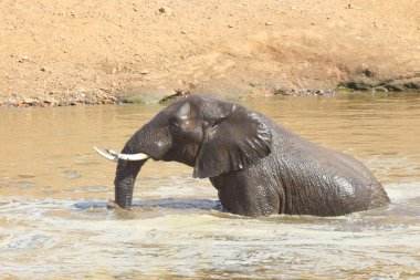 Afrikanischer Elefant im Mphongolo River/ African elephant in Mphongolo River / Loxodonta africana