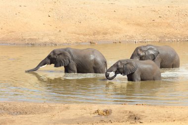 Afrikanischer Elefant im Mphongolo River/ African elephant in Mphongolo River / Loxodonta africana