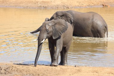 Afrikanischer Elefant im Mphongolo River/ African elephant in Mphongolo River / Loxodonta africana