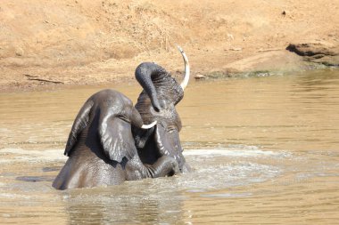 Afrikanischer Elefant im Mphongolo River/ African elephant in Mphongolo River / Loxodonta africana