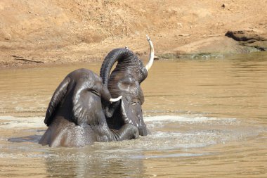 Afrikanischer Elefant im Mphongolo River/ African elephant in Mphongolo River / Loxodonta africana