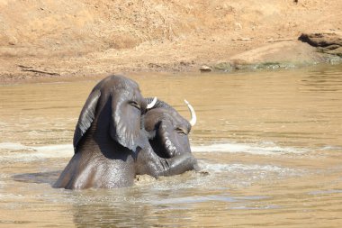Afrikanischer Elefant im Mphongolo River/ African elephant in Mphongolo River / Loxodonta africana