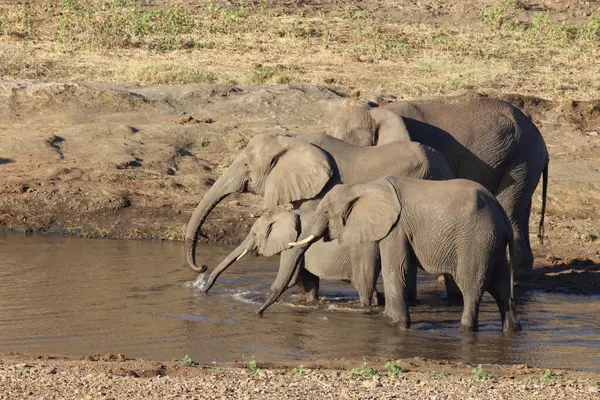 Afrikanischer Elefant Mphongolo River African Elephant Mphongolo River Loxodonta Africana — Foto Stock