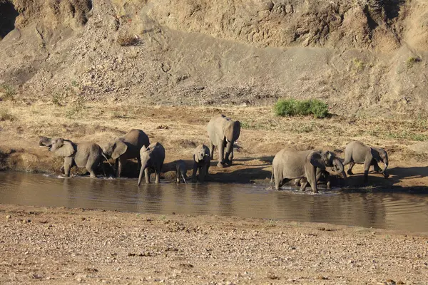 Afrikanischer Elefant Mphongolo River African Elephant Mphongolo River Loxodonta Africana — стокове фото