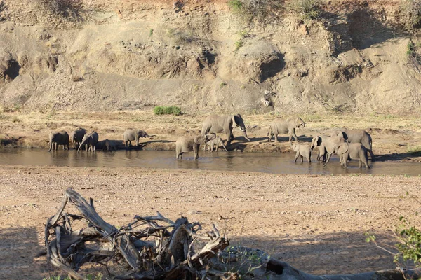 Afrikanischer Elefant Mphongolo River African Elephant Mphongolo River Loxodonta Africana — Fotografia de Stock
