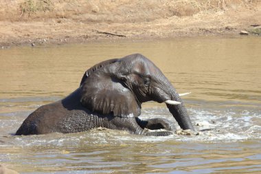 Afrikanischer Elefant im Mphongolo River/ African elephant in Mphongolo River / Loxodonta africana
