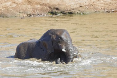 Afrikanischer Elefant im Mphongolo River/ African elephant in Mphongolo River / Loxodonta africana