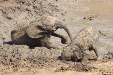 Afrikanischer Elefant im Mphongolo River/ African elephant in Mphongolo River / Loxodonta africana