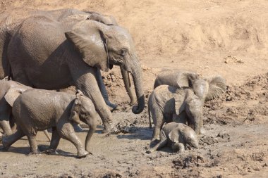Afrikanischer Elefant im Mphongolo River/ African elephant in Mphongolo River / Loxodonta africana