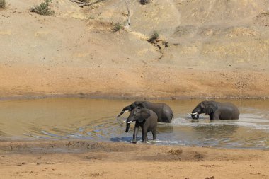 Afrikanischer Elefant im Mphongolo River/ African elephant in Mphongolo River / Loxodonta africana