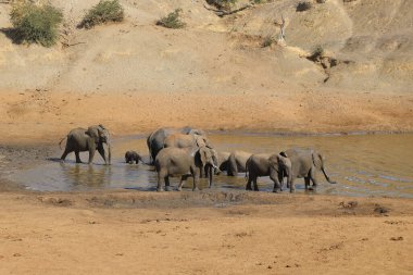Afrikanischer Elefant im Mphongolo River/ African elephant in Mphongolo River / Loxodonta africana