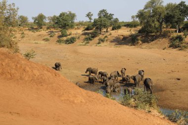 Afrikanischer Elefant im Mphongolo River/ African elephant in Mphongolo River / Loxodonta africana