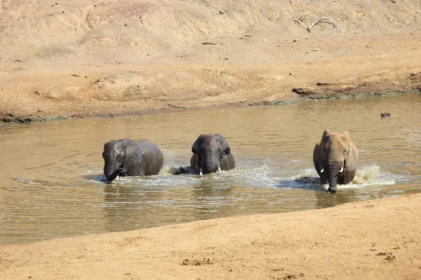 Afrikanischer Elefant Mphongolo River African Elephant Mphongolo River Loxodonta Africana — Photo