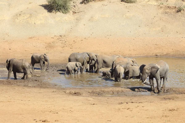 Afrikanischer Elefant Mphongolo River African Elephant Mphongolo River Loxodonta Africana — Foto Stock